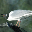 Bonaparte's Gull